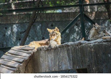 A Young Male Jackal Animal Sitting On Concrete Rooftop In Zoo Park With Pack Of Jackals, Wild Animals In Captivity,