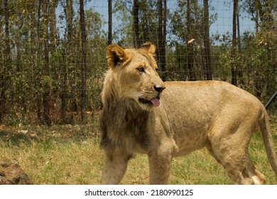 Young Male Lion In Captivity