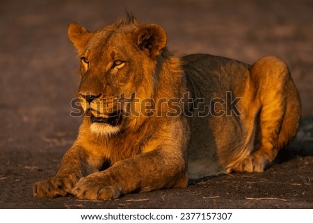 Young male lion with catchlight lying down