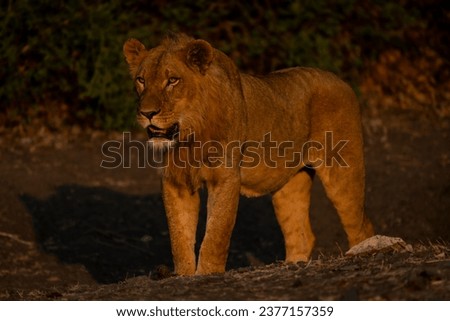 Young male lion with catchlight stands staring