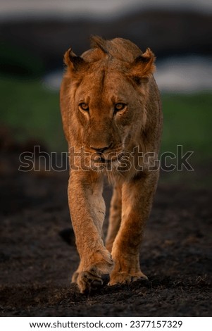 Young male lion with catchlights approaches camera