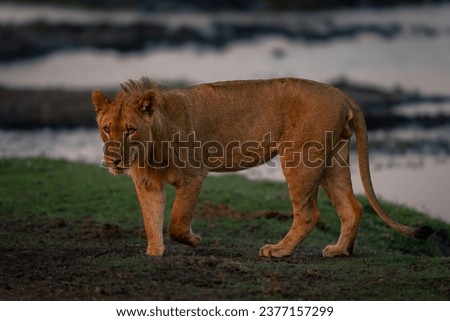 Young male lion with catchlights on riverbank