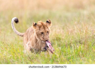 1,241 Eating warthog Images, Stock Photos & Vectors | Shutterstock