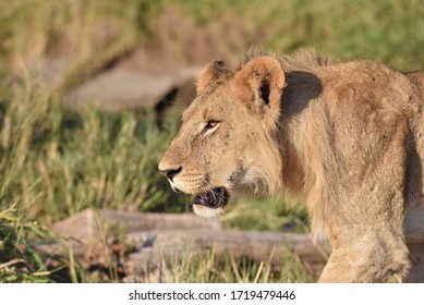 Young male lion on the prawl - Shutterstock ID 1719479446