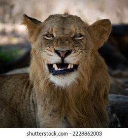 a young male lion resting in the shade - Powered by Shutterstock