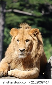 Young Male Lion At Wellington Zoo New Zealand