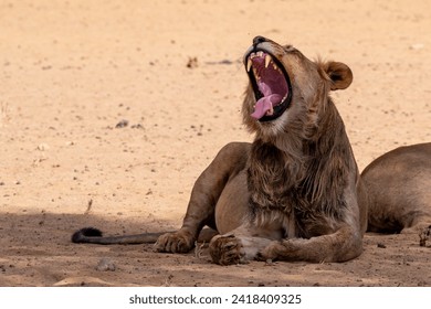Young male lion yawning in the shade of a tree - Powered by Shutterstock