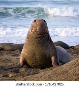 Young male northern elephant seal with dangling proboscis nose sits up on California beach in morning light.