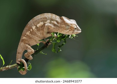 Young male panther chameleon on branch, Panther chameleon  adult climbing tree branches - Powered by Shutterstock