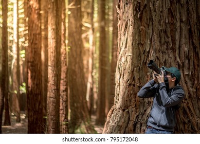 Young Male Photographer Wearing Green Cap Taking Photo In Redwood Forest (Whakarewarewa Forest) Near Rotorua City In North Island, New Zealand