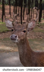 Young Male Rusa Timor (Cervus Timorensis)