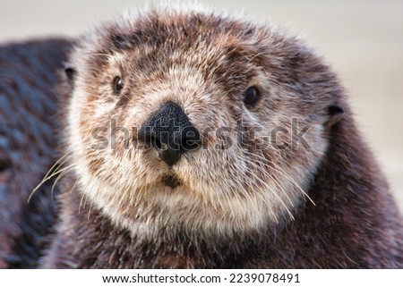 Young male sea otter up close .