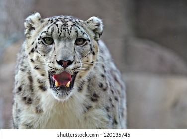 A young male snow leopard