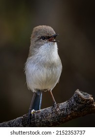 Young male Superb Fairy Wren in perched on a branch in South Australia