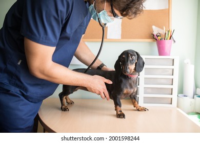 Young male veterinarian examining a young dachshound dog in his veterinarian's office on a table wearing a protective face mask, stethoscope and blue doctor's uniform. - Shutterstock ID 2001598244