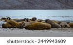 Young male walrus hauled out on the beach along the west coast of Spitsbergen, Svalbard