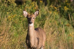 Young Male White-tailed Deer (Odocoileus Virginianus)