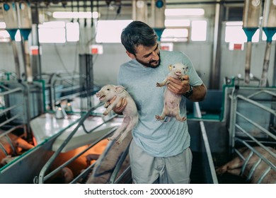 Young Male Worker Doing His Everyday Job On Huge Pig Farm. 