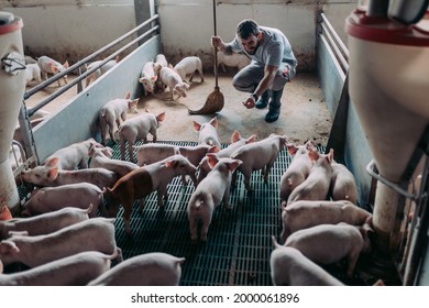 Young Male Worker Doing His Everyday Job On Huge Pig Farm. 