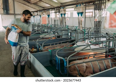 Young Male Worker Doing His Everyday Job On Huge Pig Farm. 