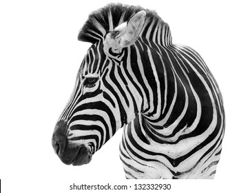 Young male zebra isolated on white background - Powered by Shutterstock