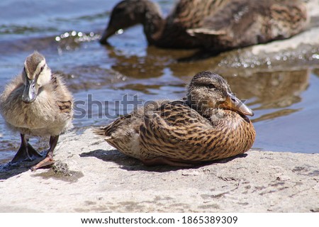 Young Mallard Ducks on Mississippi River Minnesota Beaver Islands in Water and on Rocks Swimming Basking in Sun Sunshine