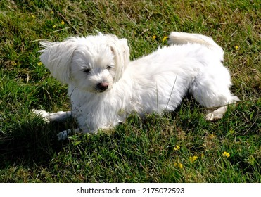 A Young Maltese Breed Dog Is Easily Photographed, Like A Movie Star. He Is Extremely Cool And Handsome And Knows How To Show Off And Attract Sweetness To Him.