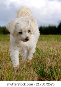 A Young Maltese Breed Dog Is Easily Photographed, Like A Movie Star. He Is Extremely Cool And Handsome And Knows How To Show Off And Attract Sweetness To Him.