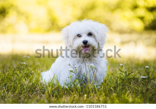 Young maltese dog in a\
meadow