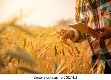 Young man agriculture engineer squatting in gold wheat field with tablet in hands in early summer 