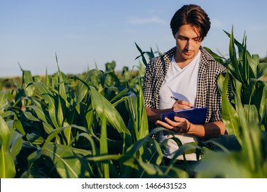 Young Man Agronomist Standing In A Corn Field And Taking Control Of The Yield. Image