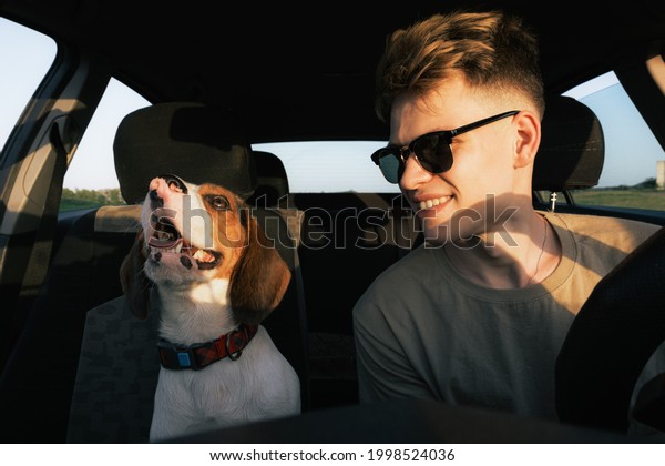 Young man and a\
beagle dog sit in the front seat of a car. Commuting or travelling\
with pets, lifestyle with\
dog