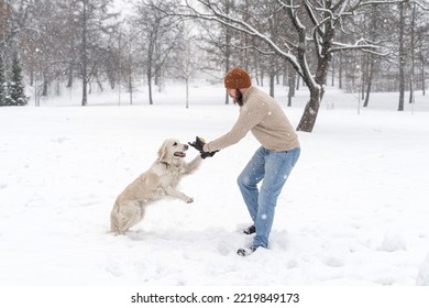 Young Man In Beige Sweater And Blue Jeans Playing With White Dog Golden Retriever During Snowfall Outdoor In Public Park. Winter Time. Leisure Games, Outside Pursuit Activity. Domestic Pet Training.