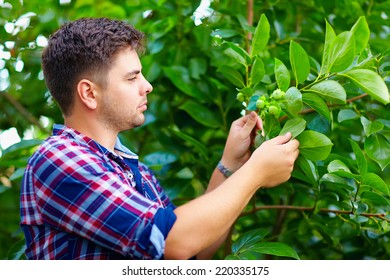 Young Man Cares For Persimmon Tree In Fruit Garden