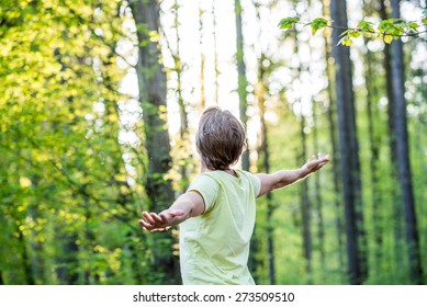 78,555 Sunshine through trees Images, Stock Photos & Vectors | Shutterstock