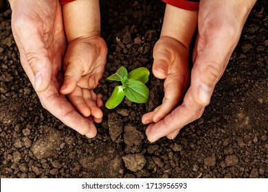 A young man and a child hold a small tree in their hands. Concept of world environment day. Four hands hold a light green tree. Father and son plant a plant - Shutterstock ID 1713956593