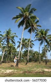 Young Man Climbing On The Coconut Tree