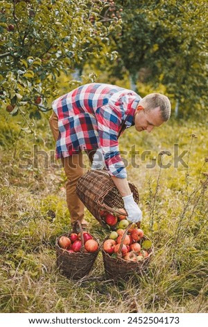 A young man collects ripe apples in a basket in an orchard. A man with a basket full of ripe apples.