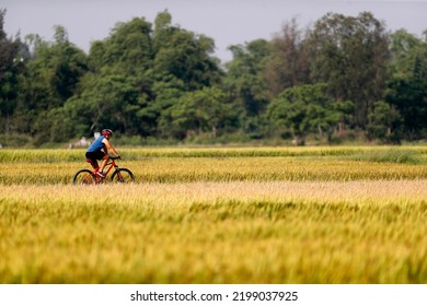 Young Man Cycling  By The Rice Fields.  Hoi An. Vietnam.  04-30-19