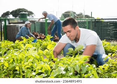 Young man is dripping potatoes in garden outdoor, couple on background - Shutterstock ID 2364891491