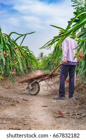 Young Man Drives Dragon Fruit Wheelbarrow/Tien Giang, Vietnam – February 12 2016: The Man Harverted Dragon Fruit In Field, Cho Gao, Tien Giang, Viet Nam