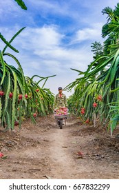 Young Man Driving Dragon Fruit Wheelbarrow/Tien Giang, Vietnam – February 12 2016: The Man Harverted Dragon Fruit In Field, Cho Gao, Tien Giang, Viet Nam