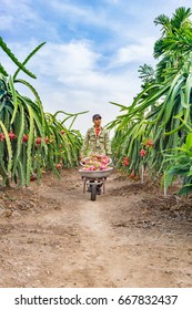 The Young Man Driving Dragon Fruit Wheelbarrow/Tien Giang, Vietnam – February 12 2016: The Man Harverted Dragon Fruit In Field, Cho Gao, Tien Giang, Viet Nam