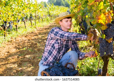 2,937 Farmworkers Images, Stock Photos & Vectors | Shutterstock