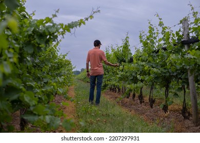 Young Man Farmer Going Trough The Rows Of Vine Crops At A Vineyard On A Rainy Overcast Day. Selective Focus, Blurred Background.