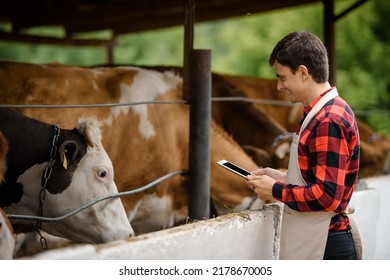 Young Man Farmer Is Holding A Tablet And Verification His Cows On His Cattle Farm.