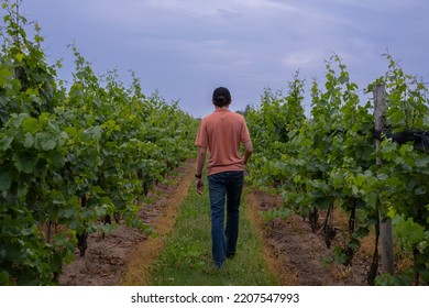 Young Man Farmer Walking Trough The Rows Of Vine Crops At A Vineyard On A Rainy Overcast Day. Selective Focus, Blurred Background.