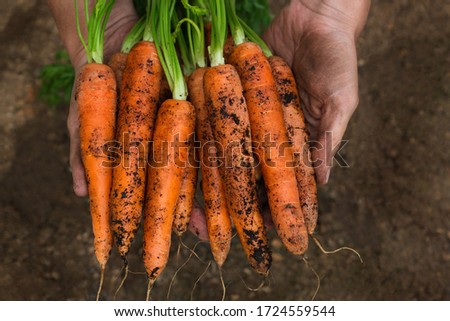 Young man, farmer, worker holding in hands homegrown harvest of fresh orange carrots. Private garden, orchard, natural economy, hobby and leisure concept