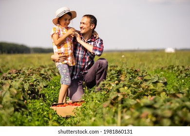 Young man farmer working in the garden, picking strawberries for his toddler daughter - Powered by Shutterstock