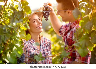 
Young man  feed his girl with grapes in vineyard - Powered by Shutterstock